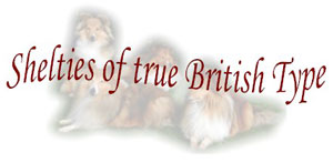 shelties of true british type